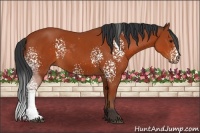 Horse Color:White Spotted Bay Sabino