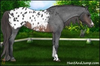 Horse Color:Brown Appaloosa