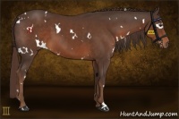 Horse Color:White Spotted Liver Chestnut 