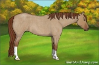 Horse Color:Unknown 