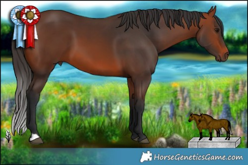 Horse Color:Bay 