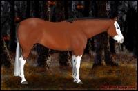 Horse Color:Bay Splash 