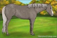 Horse Color:Silver Smoky Black Splash