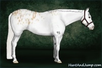 Horse Color:White Spotted Silver Bay Dun Appaloosa 