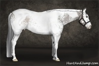 Horse Color:White Spotted Brown Tobiano 