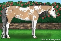 Horse Color:White Spotted Buckskin Splash 