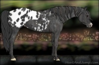 Horse Color:Black Appaloosa  Brindle