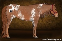 Horse Color:White Spotted Chestnut Appaloosa 