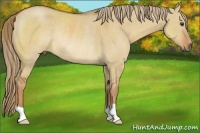 Horse Color:Red Dun Rabicano