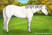 Horse Color:Silver Buckskin Ice Roan Dun 