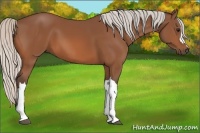 Horse Color:Silver Bay 