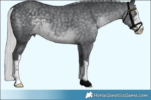 Horse Color:White Spotted Silver Black Chinchilla Brindle