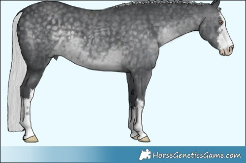 Horse Color:White Spotted Silver Black Chinchilla  Brindle