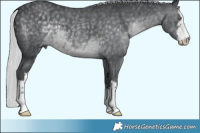 Horse Color:White Spotted Silver Black Chinchilla  Brindle