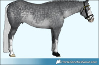 Horse Color:White Spotted Silver Black Chinchilla  Brindle