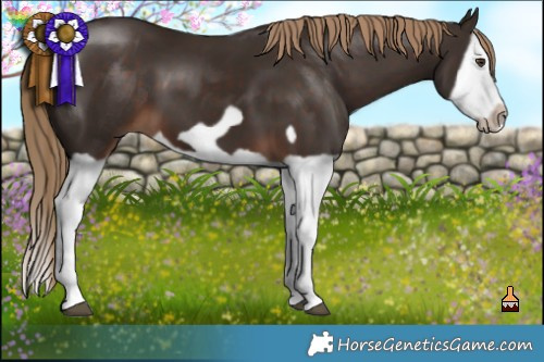 Horse Color:Liver Chestnut Splash Frame 