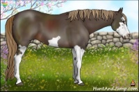 Horse Color:Liver Chestnut Splash Frame 