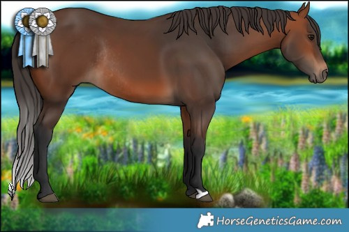 Horse Color:Bay Rabicano 