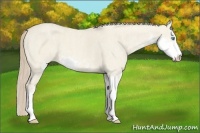 Horse Color:Smoky Creme Dun Sabino  Brindle