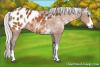 Horse Color:White Spotted Silver Bay Splash Appaloosa 