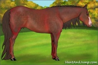 Horse Color:Liver Chestnut 