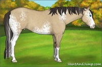 Horse Color:White Spotted Classic Champagne Dun Splash 