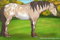 Horse Color:White Spotted Sable Champagne Ice Frame Appaloosa Rabicano