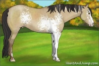 Horse Color:White Spotted Classic Champagne Dun Sabino 