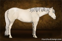 Horse Color:Palomino Pearl 