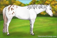 Horse Color:Chestnut Sabino Appaloosa 