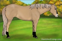 Horse Color:Palomino Splash