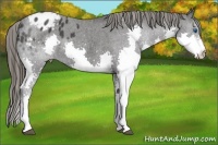 Horse Color:Black Splash Appaloosa 