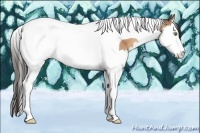 Horse Color:Amber Champagne Splash Tobiano