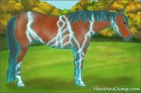 Horse Color:Thunderstruck Bay 
