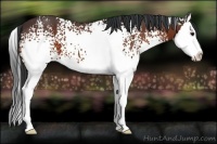 Horse Color:White Spotted Bay Splash