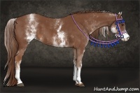 Horse Color:White Spotted Chestnut 