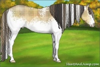 Horse Color:Plaid  White Spotted Buckskin Dun 