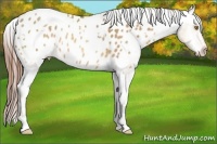 Horse Color:White Spotted Amber Champagne Appaloosa Rabicano