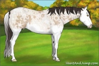 Horse Color:Amber Champagne Ice Roan Splash
