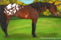 Horse Color:Bay Appaloosa