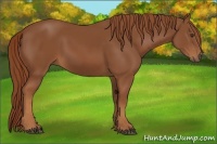 Horse Color:Chestnut Rabicano