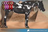Horse Color:White Spotted Liver Chestnut