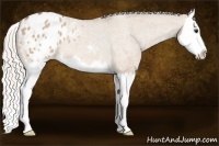 Horse Color:Silver Bay Roan Dun Splash Appaloosa Rabicano 