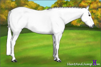 Horse Color:Gray Smoky Grullo Roan