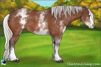 Horse Color:White Spotted Silver Bay Splash 