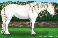 Horse Color:White Spotted Palomino
