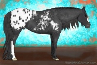 Horse Color:Black Appaloosa 