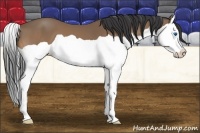 Horse Color:Buckskin Splash 