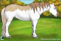 Horse Color:Red Dun Splash  Brindle