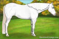 Horse Color:White Spotted Smoky Black Pearl Splash Appaloosa Rabicano 
